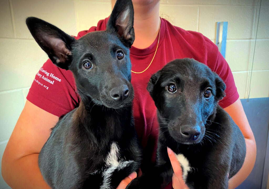 Pets of the Week: Belgian Malinois Puppies - NHSPCA