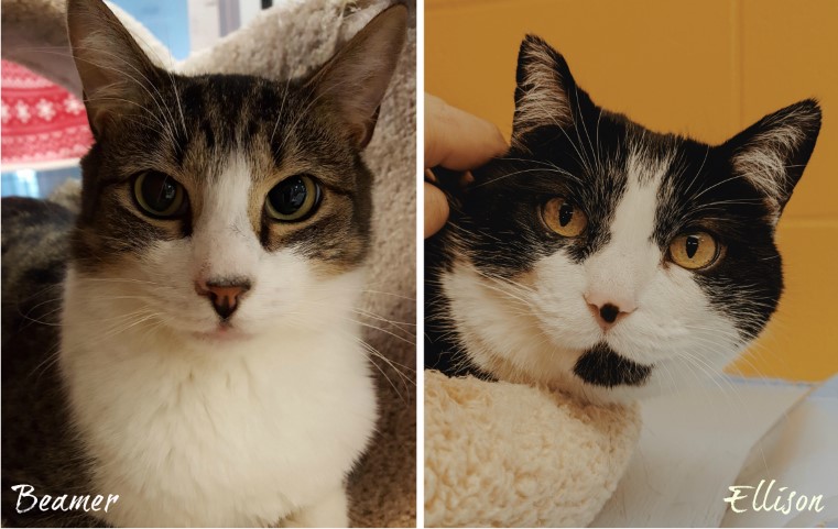 A Tale of Two Scaredy Cats   NHSPCA