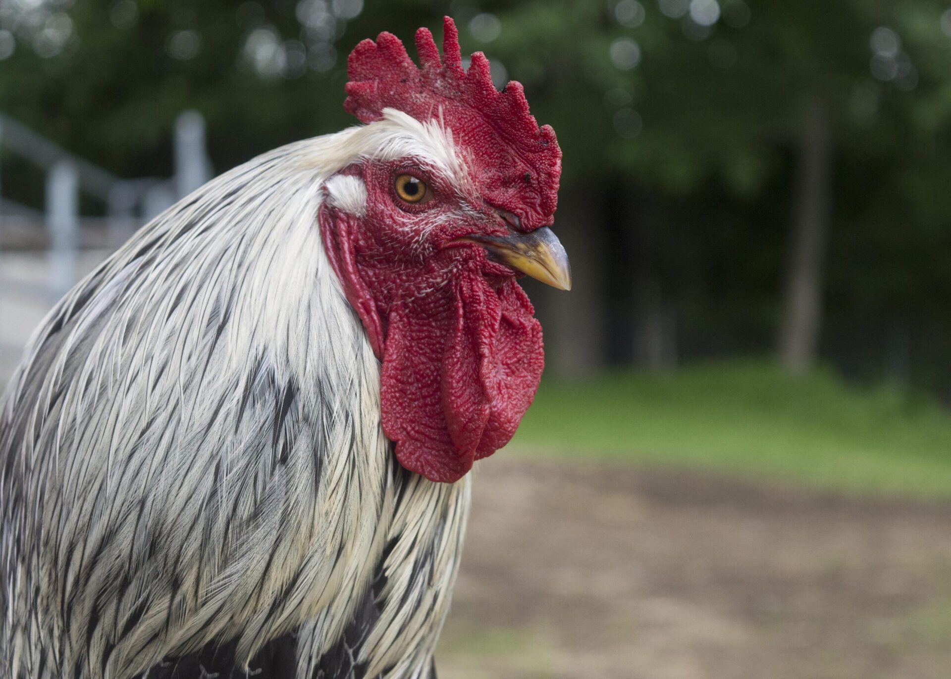 Roosters 101: The truth about rooster care and responsibility - NHSPCA