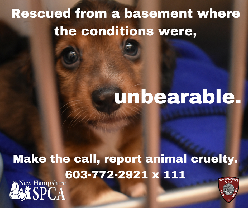 Animal Cruelty Awareness - NHSPCA