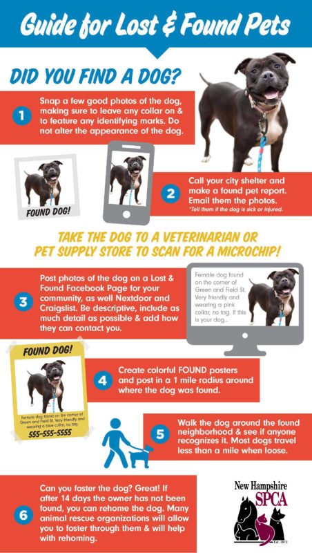 What to Do When You Find a Lost Dog - NHSPCA