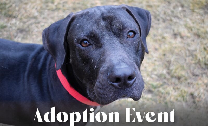 Adoption Event at Pet Supplies Plus in Stratham NHSPCA