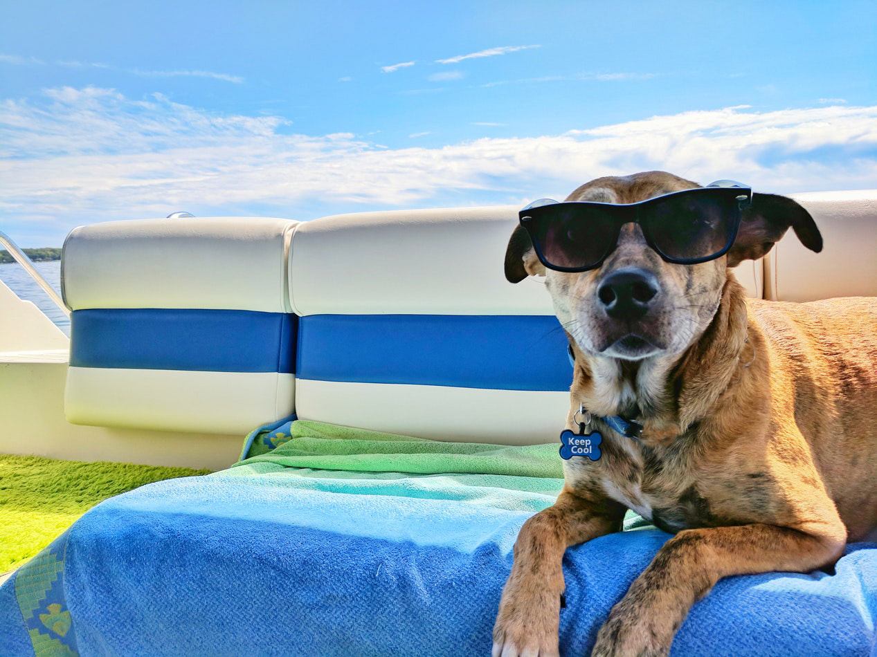 Dog Summer Boredom Buster  An easy way to keep your dogs cool!