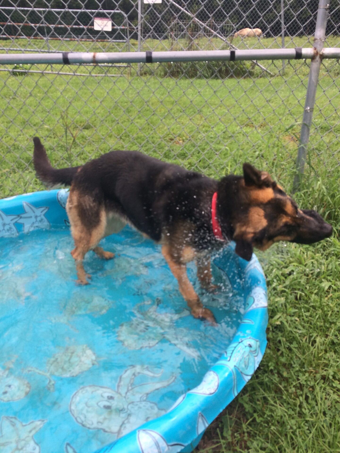 Kennel Enrichment Program - NHSPCA