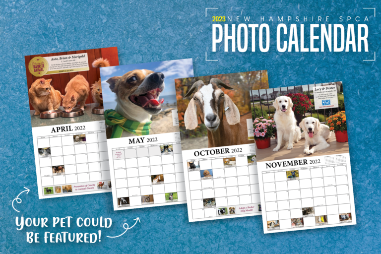 2023 Calendar Contest - NHSPCA