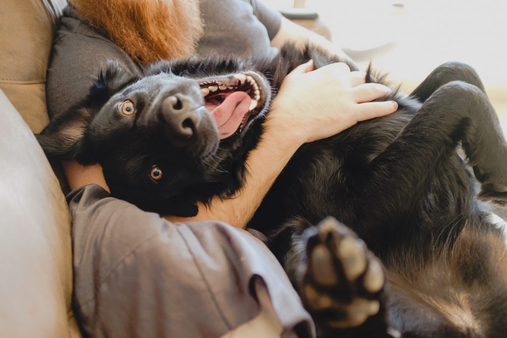 Canine Enrichment for Everyone - Self Study