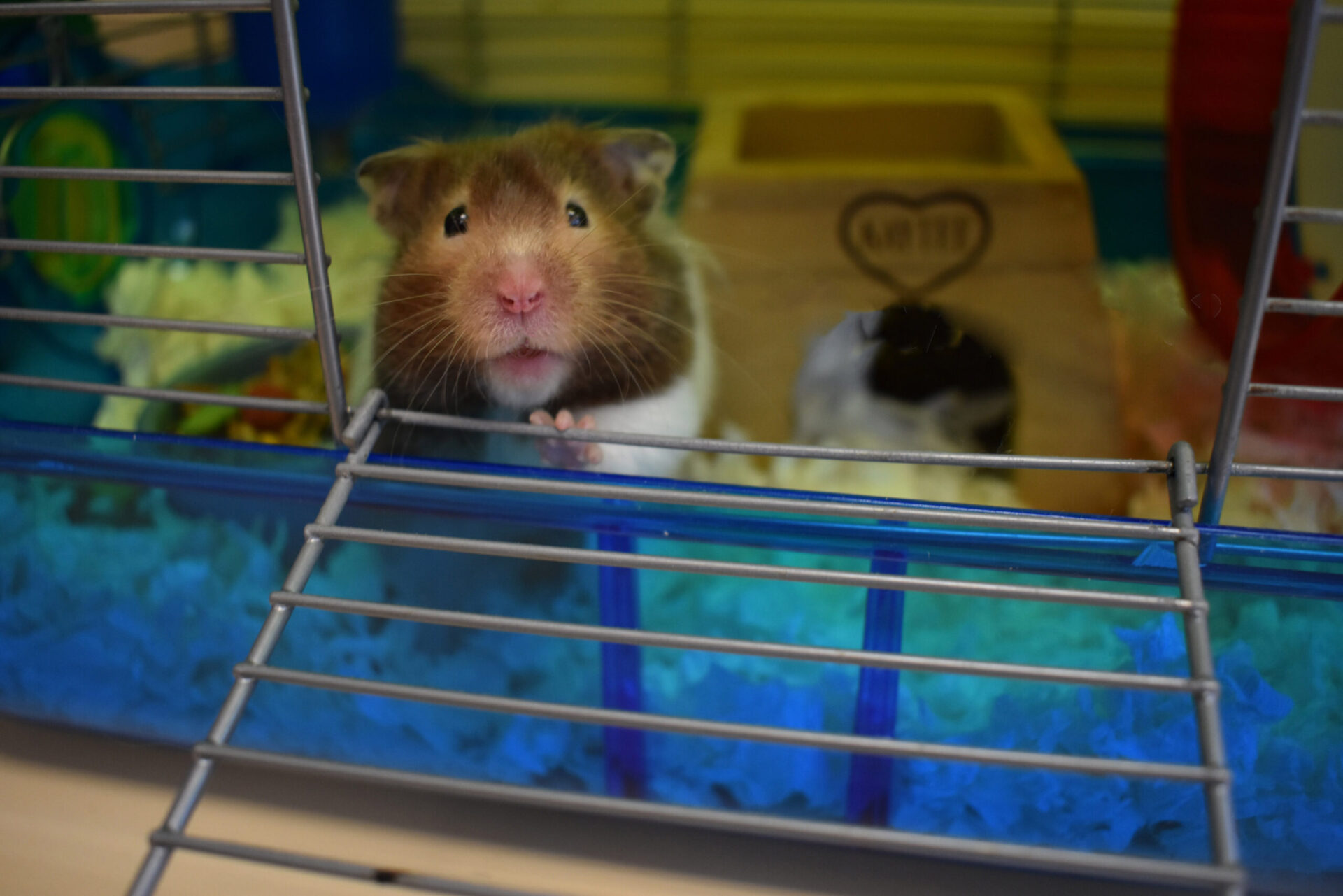 What is a Dwarf Hamster's Lifespan? How long do they live for?