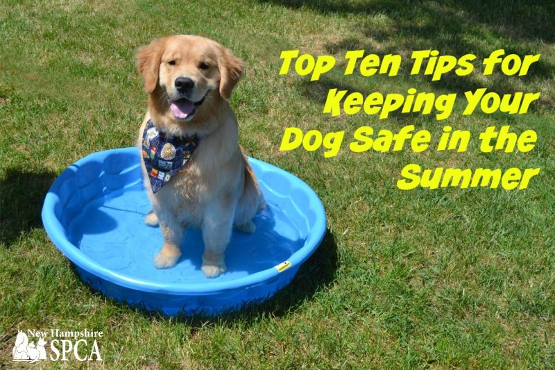 Top Ten Tips for Keeping dog safe in Summer